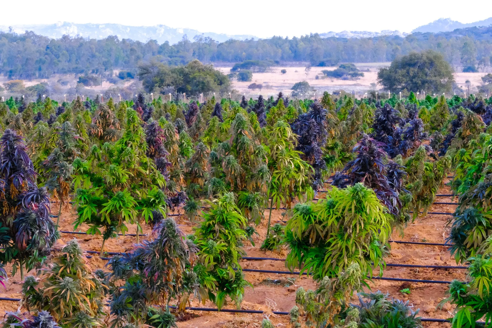 Outdoor cultivation with drip irrigation in the pilot project in Zimbabwe