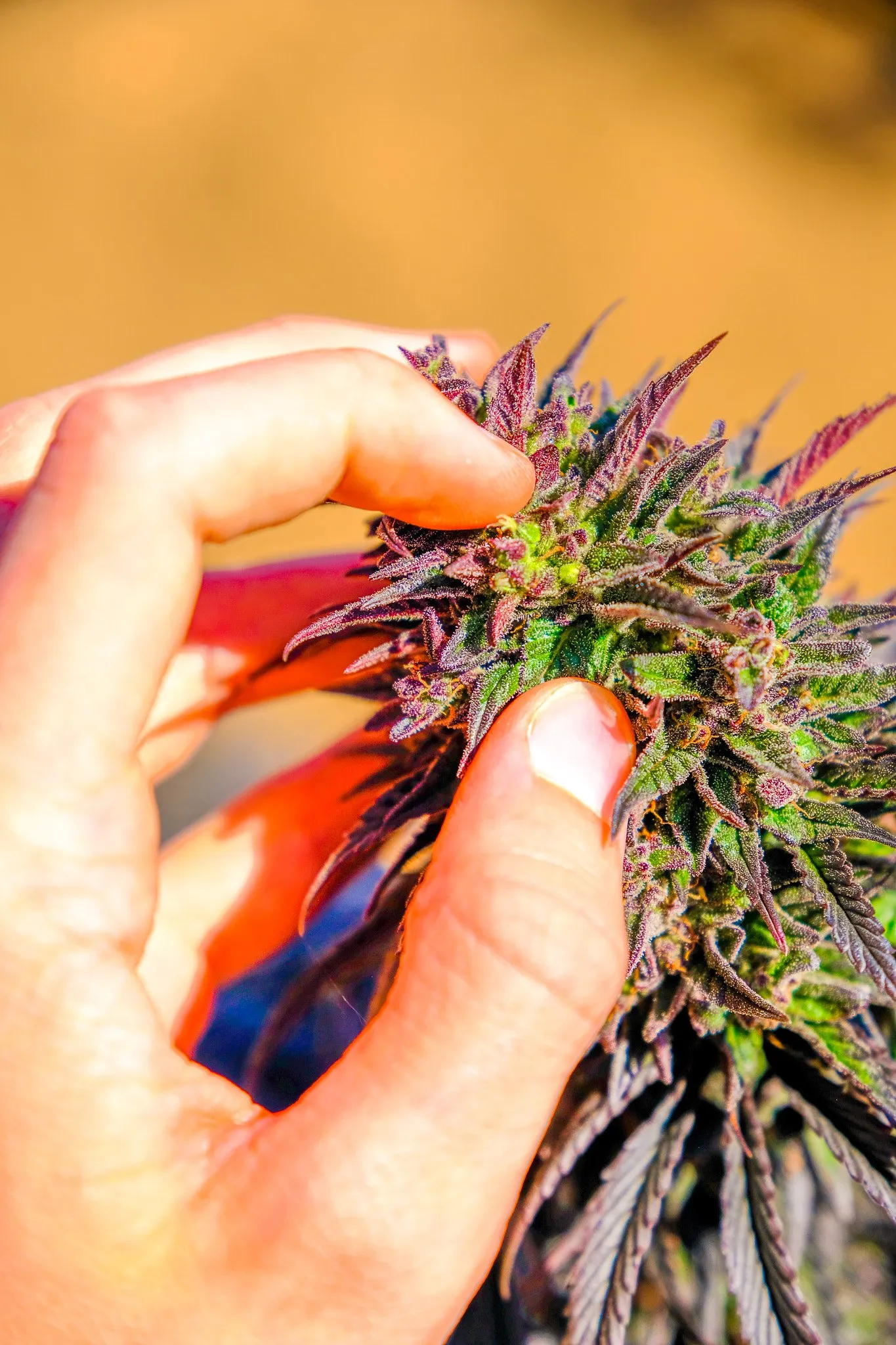 Checking a flower in the outdoor pilot project in Zimbabwe