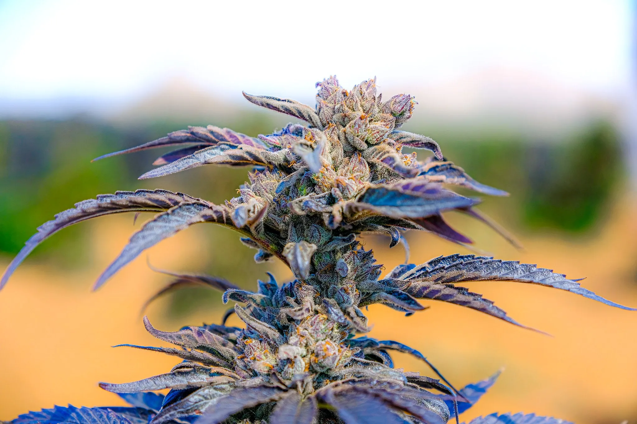 Flowering cannabis plant against a blue sky in the outdoor pilot project in Zimbabwe
