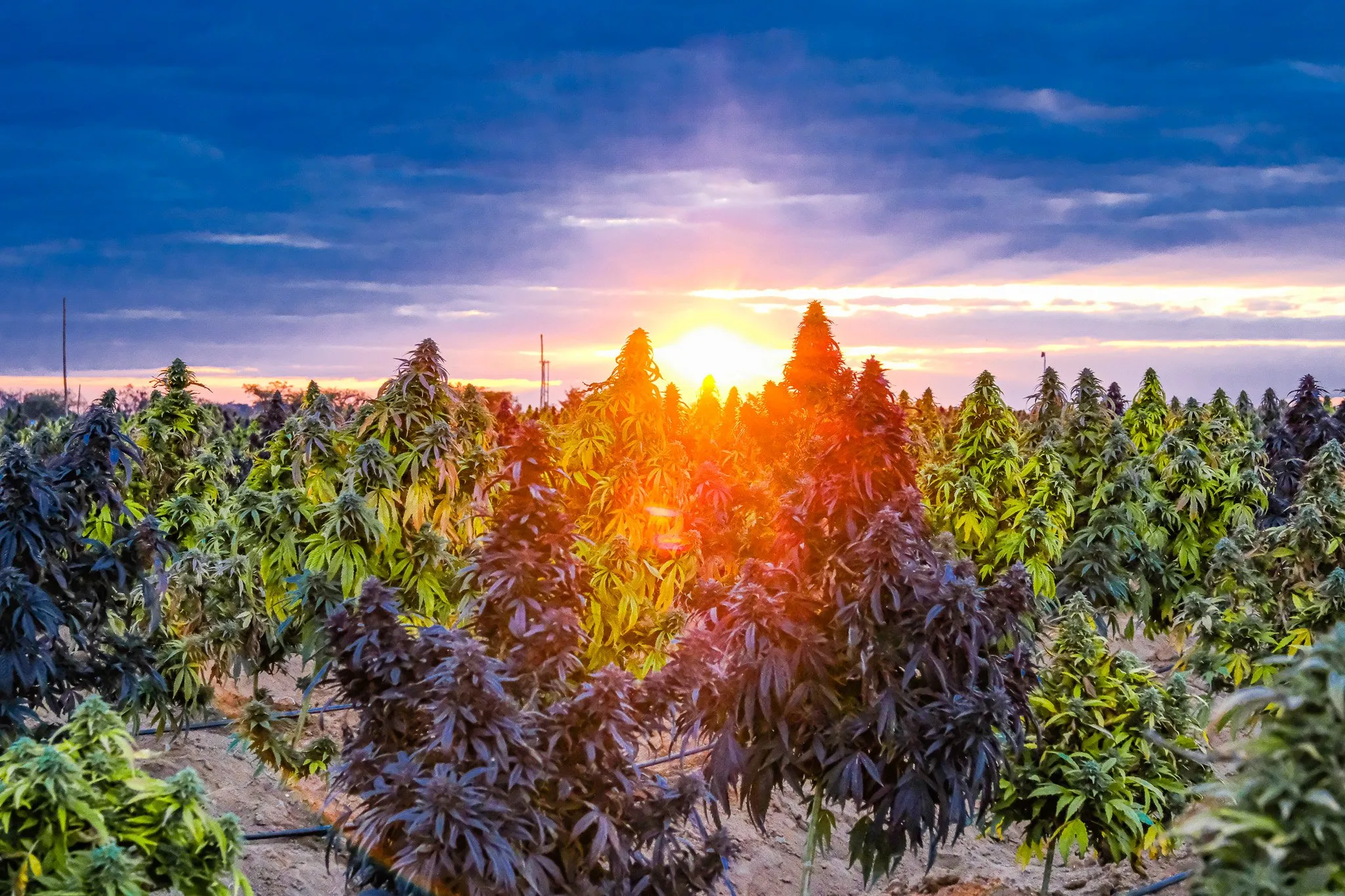 Cannabis field at sunset in the outdoor pilot project in Zimbabwe