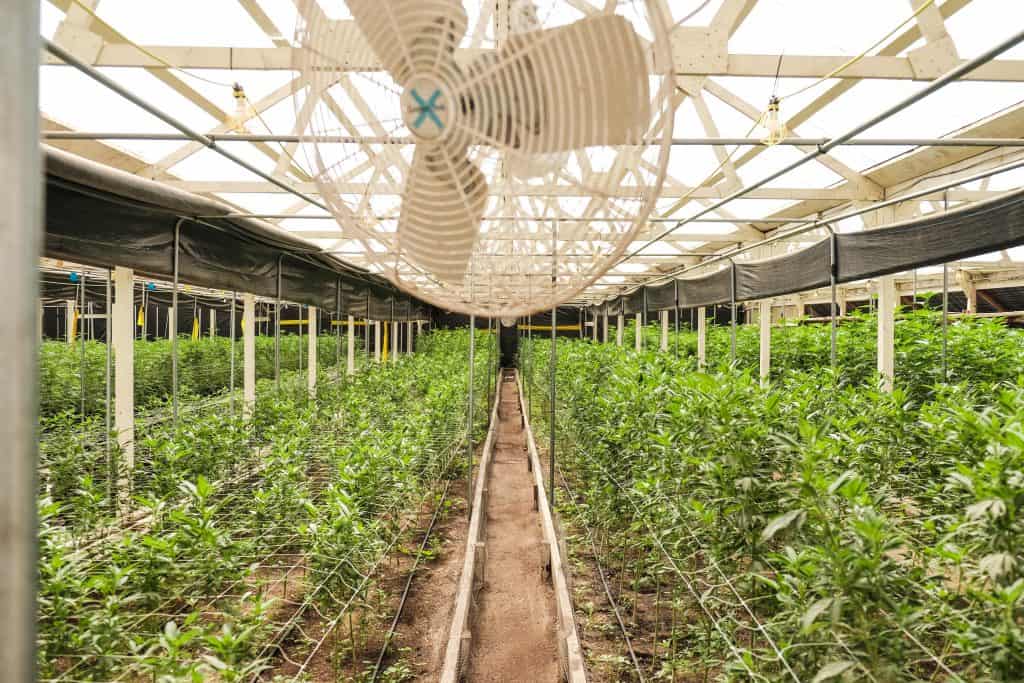 Cannabis Greenhouse Circulation Fans Vegetation Stage
