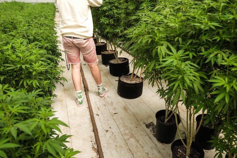 Cannabis mother plants getting inspected Cannabis Greenhouse Farm