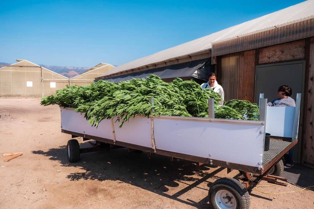 Cannabis plants in vegetative stage get transported on a hand wagon