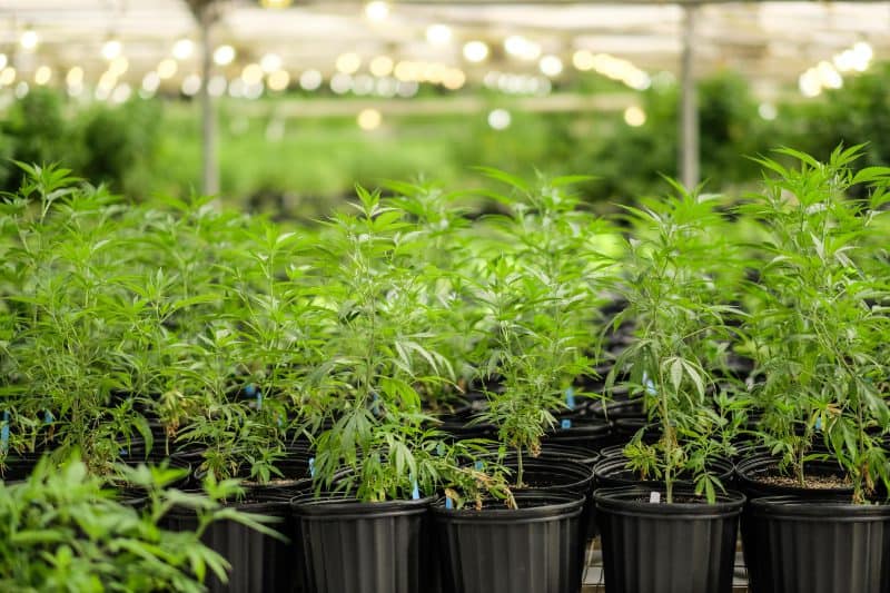 Vegetative Cannabis Plants in black plastic pots Greenhouse Cannabis Farm