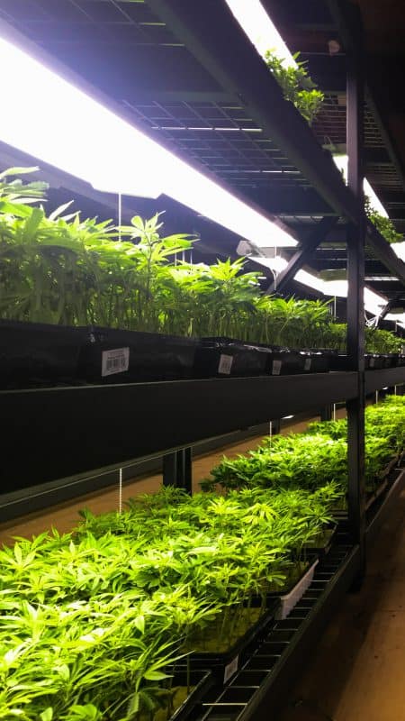 clone shelfs cannafornia farms cannabis farm