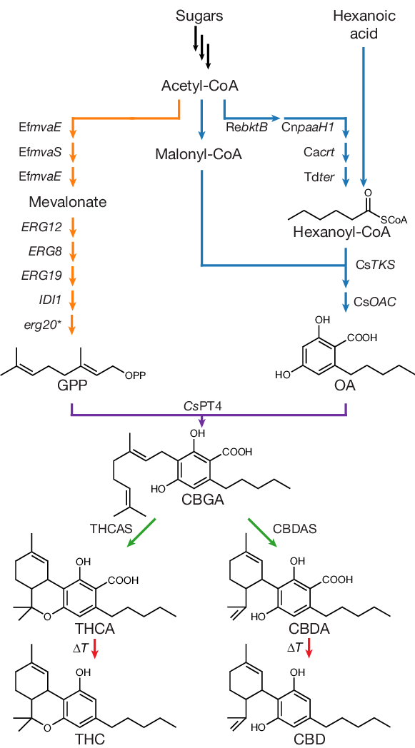 Biosynthesis of Cannabinoids and Terpenes
