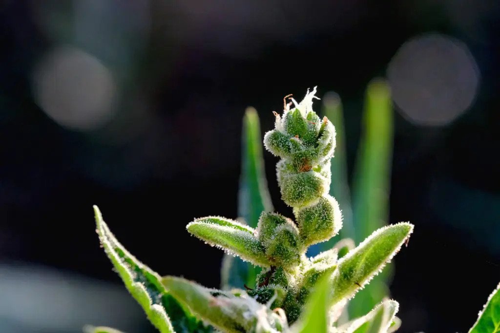 Frühe Blüte einer weiblichen Cannabis-Pflanze