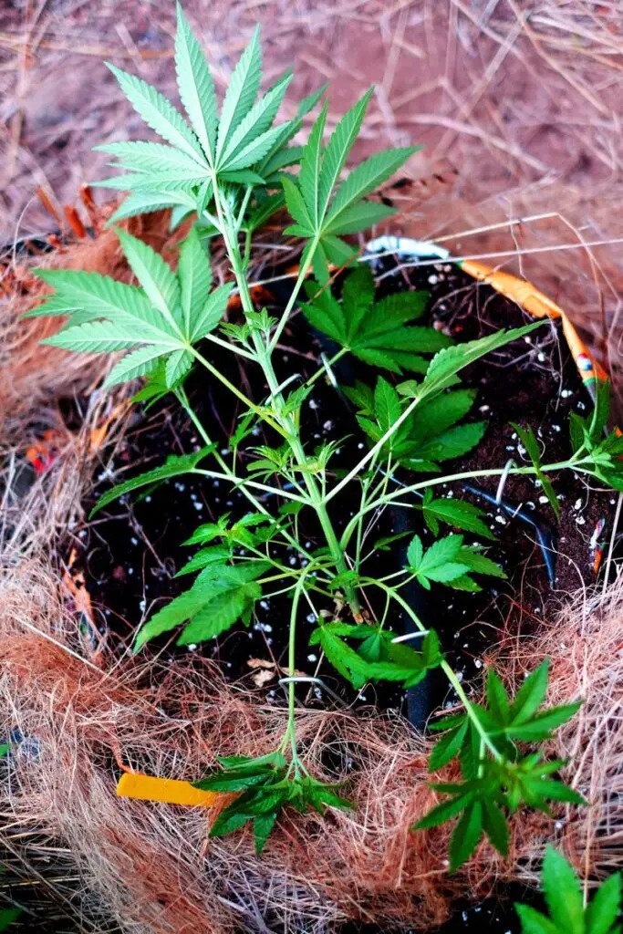 Runtergebundene Cannabispflanze