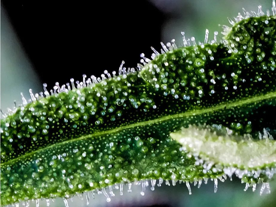 Trichome einer Cannabis-Pflanze